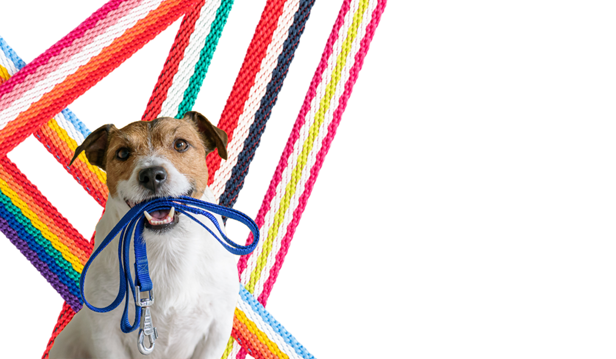 FOTO-Banner-chicos-cintas-perro